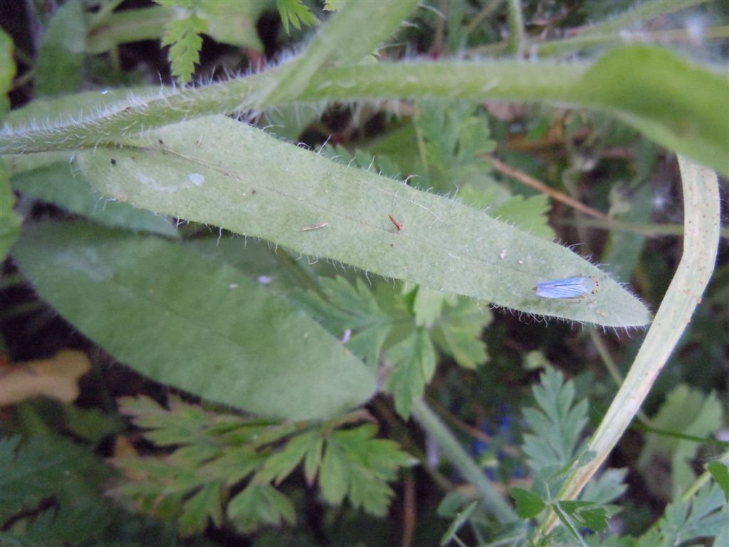 Anchusa hybrida